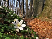 45 Distese di anemoni dei boschi (Anemonoides nemorosa)